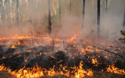 Waldbrände: Wachsende Bedrohung für unsere Wälder