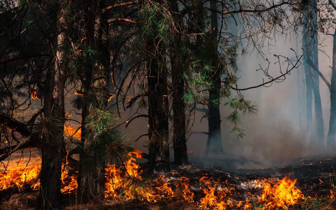 Waldbrände – was sie darüber wissen sollten!