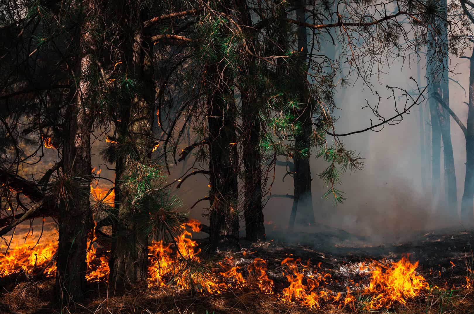 waldgeschichten-pilzesammeln-tipps