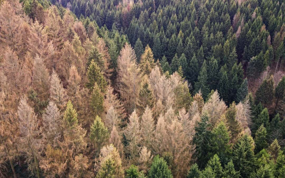 Europas Wälder im Krisenmodus