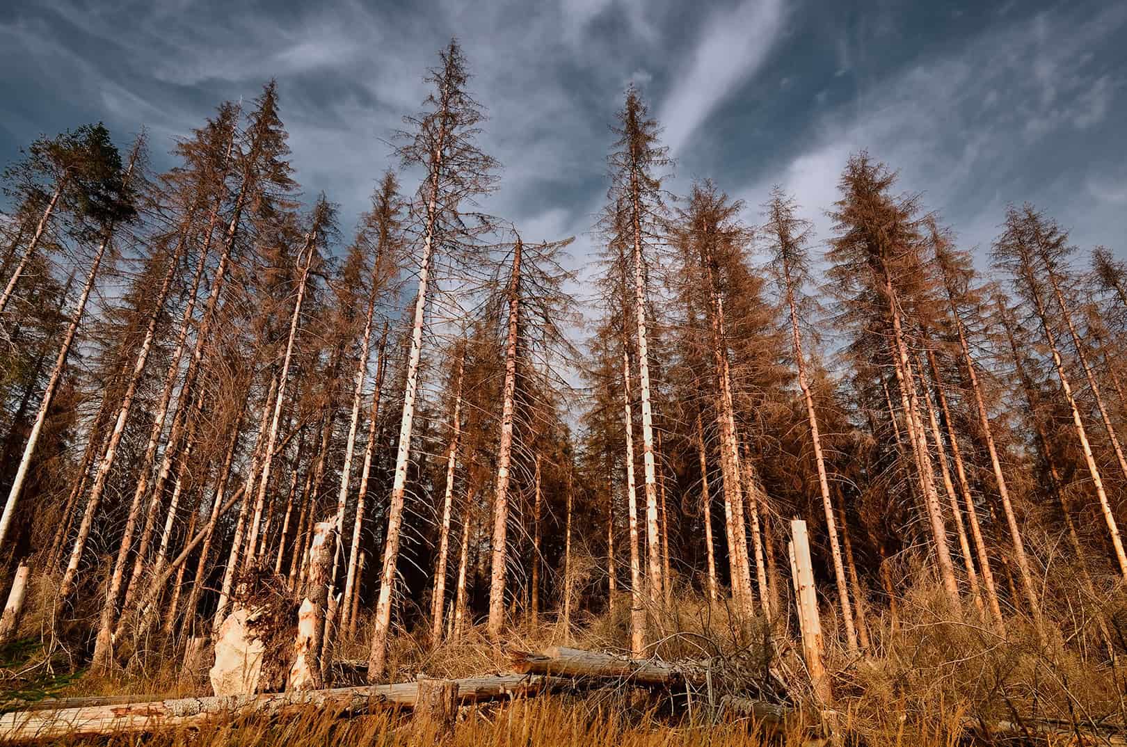 waldgeschichten-europas-waelder-im-wandel-foto-abgestorbene-baeume-durch-klimawandel