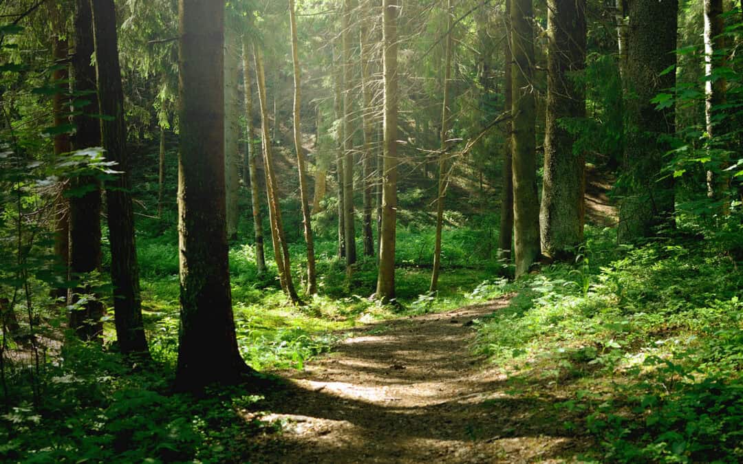 Zertifikatslehrgang „Wald- und Naturraumökologie“ 2024/25