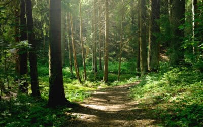 waldgeschichten-fast-pichl-lehrgang-wald-und-naturraumoekologie-c-adobe-stock-2730703719-aksol