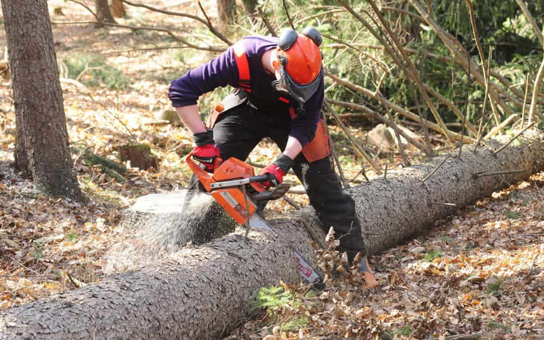 Simulatoren für mehr Arbeitssicherheit im Wald