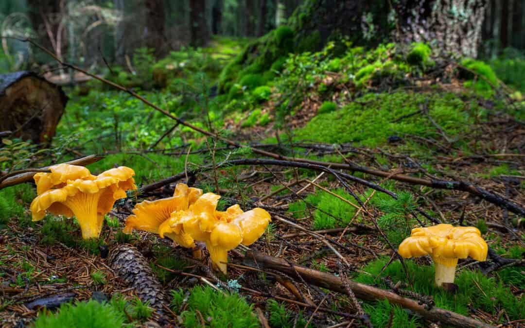 Tipps! Pilzesammeln leicht gemacht