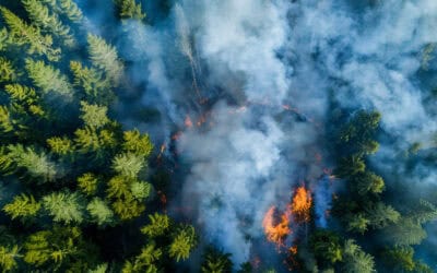 Waldbrandgefahr in Niederösterreich: Hitzeperioden setzen Wälder unter Druck