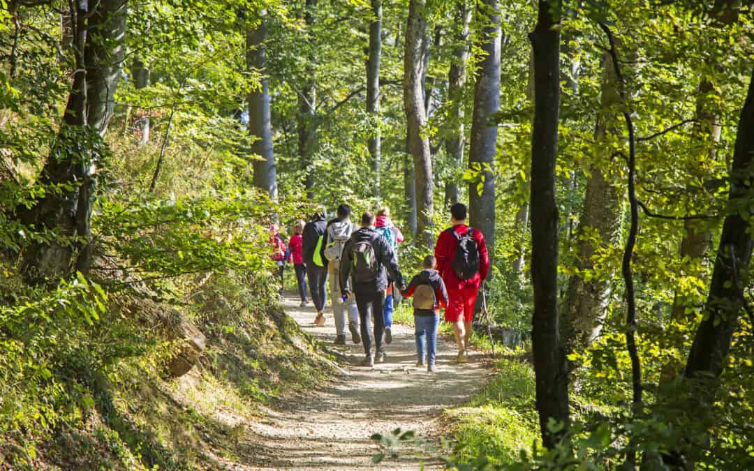 Wissen über den Wald – Bildungsangebote im Überblick