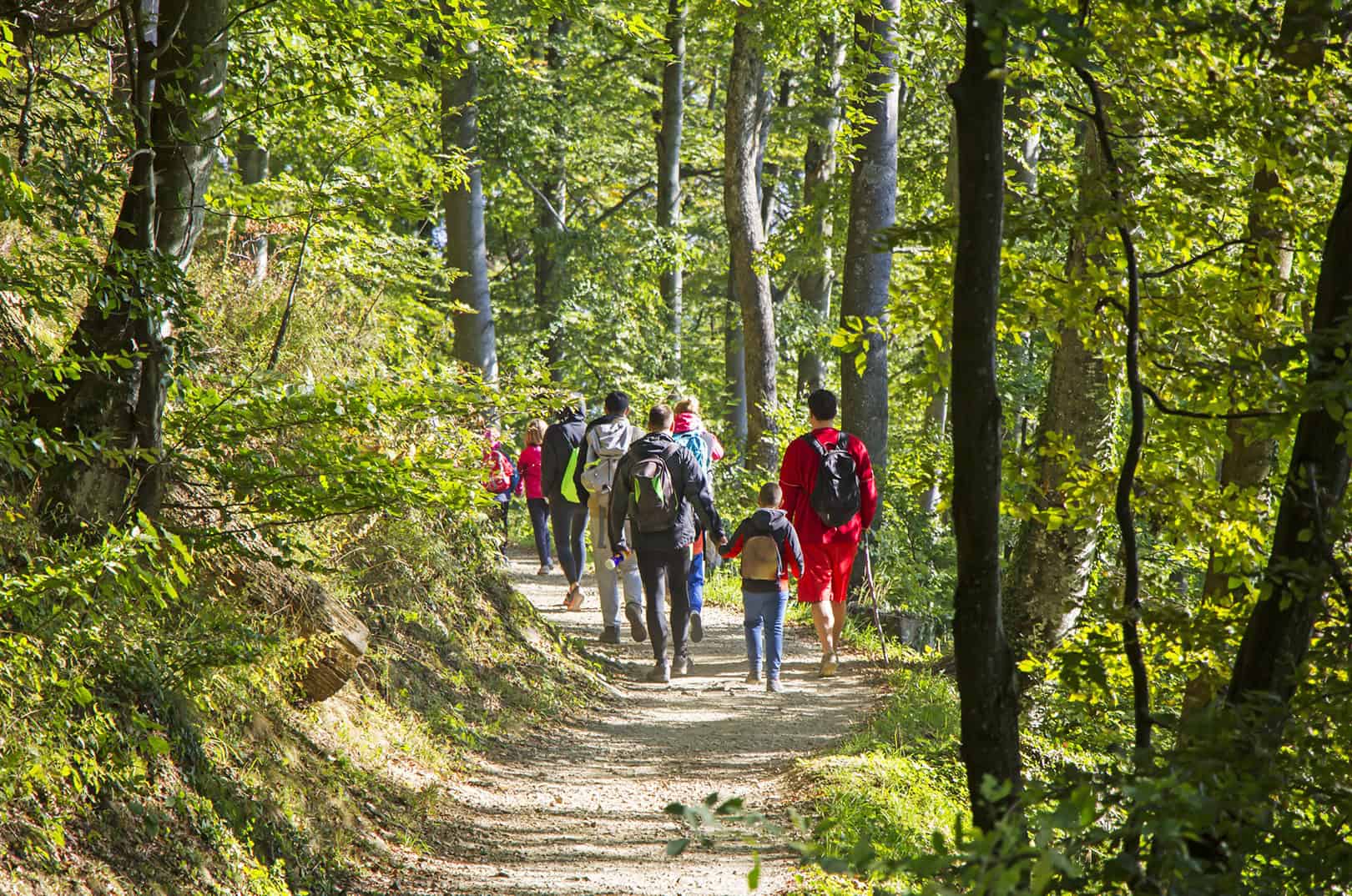 waldgeschichten-pilzesammeln-tipps