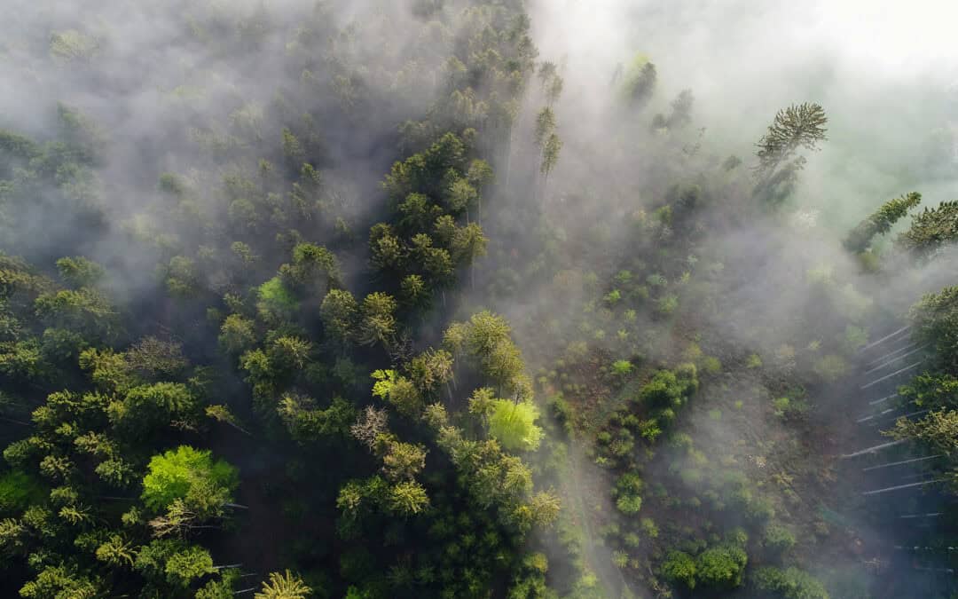Assisted Migration: Wälder für die Zukunft rüsten