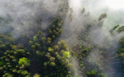 Assisted Migration: Wälder für die Zukunft rüsten
