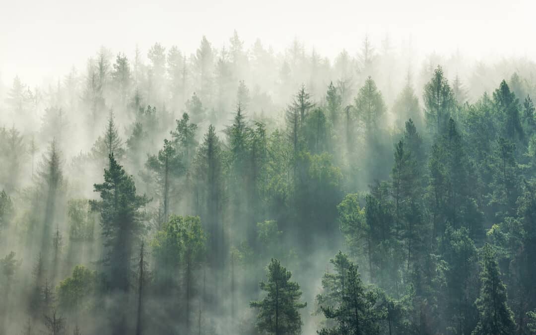 Assisted Migration kann die Wirkung der europäischen Wälder als Kohlenstoffsenke unter dem Klimawandel erhalten