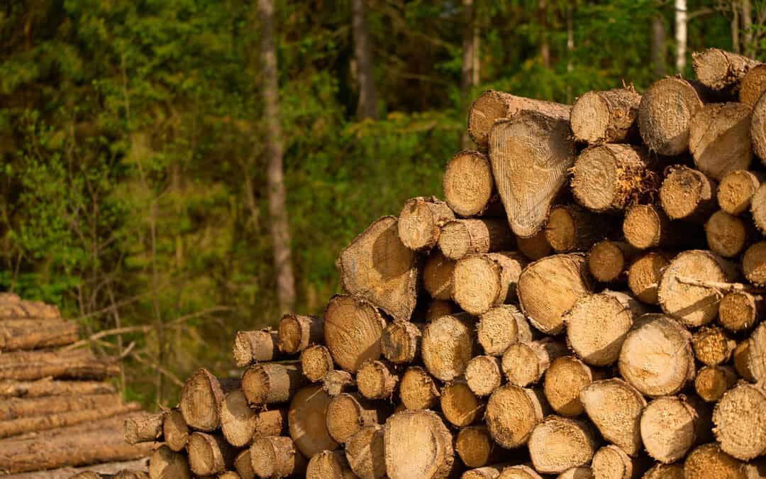 Holz? Oha!