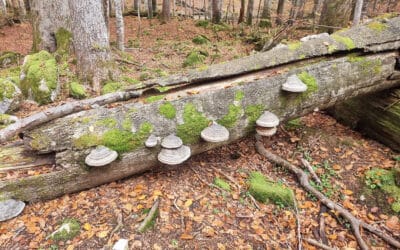 waldgeschichten-totholz