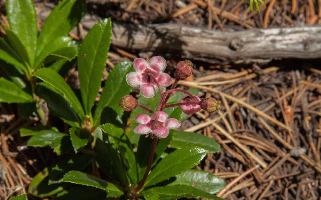 Die Bedeutung der Waldbewirtschaftung für den Artenschutz von Gefäßpflanzen