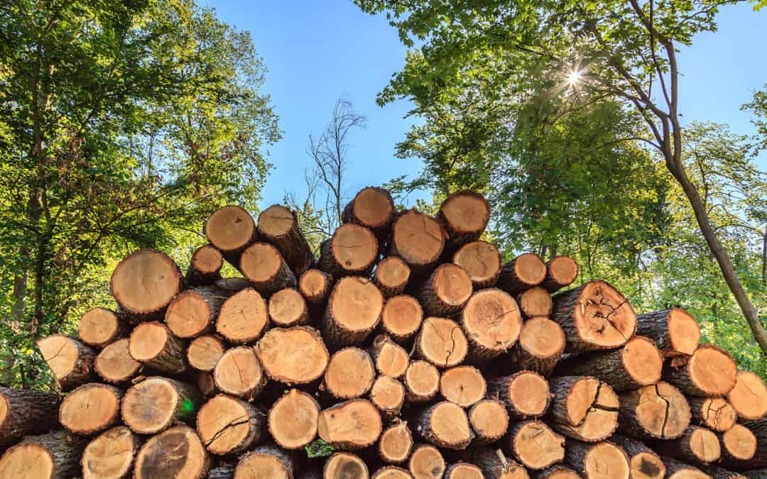 Kohlendioxidneutralität nachhaltig bewirtschafteter Wälder in Österreich