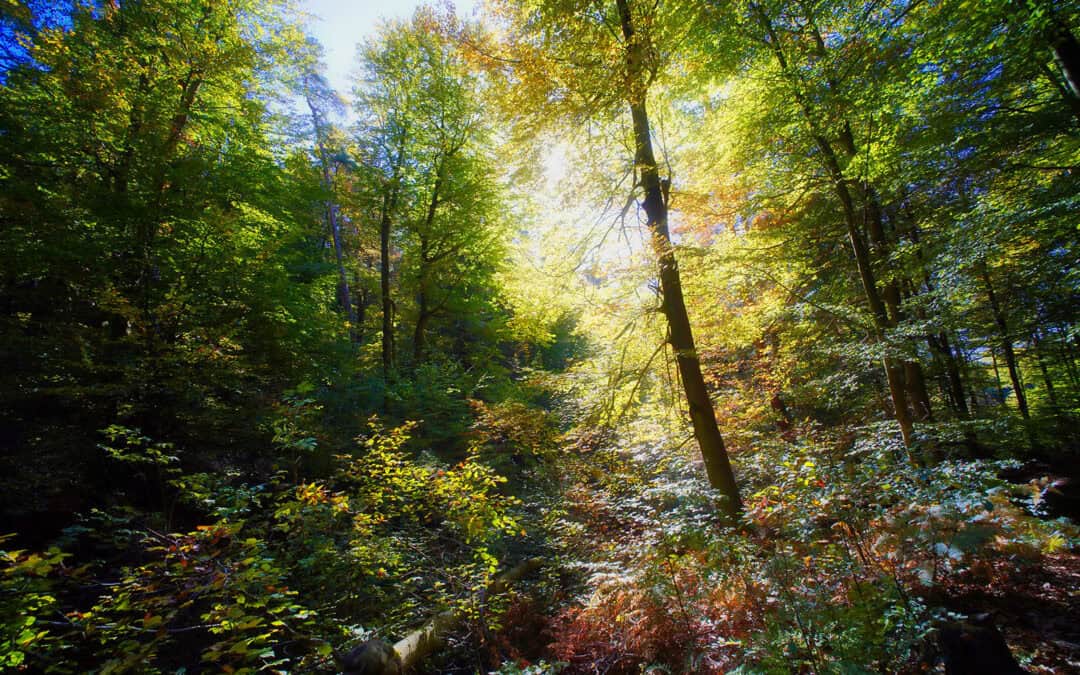 Besondere Wälder in Österreich