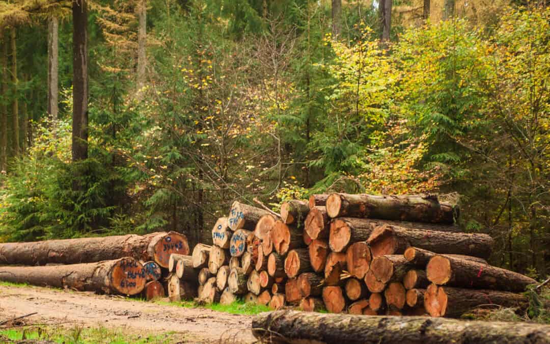Unser Wald der Zukunft – Klimaschutz durch Holznutzung und aktiven Waldumbau