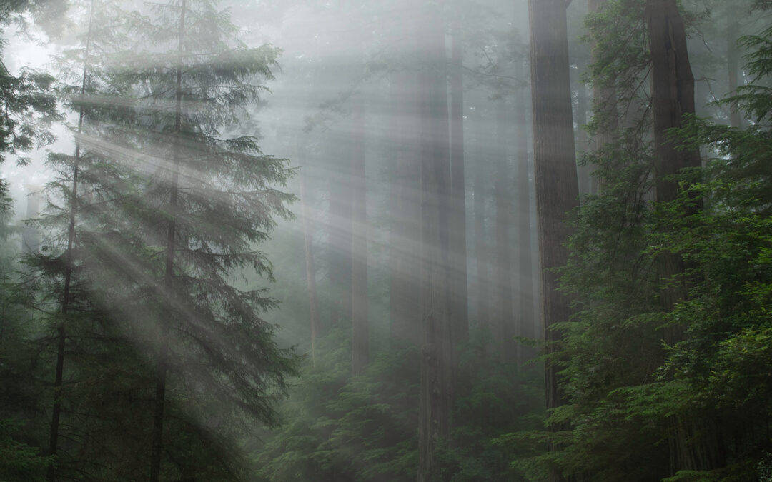 Sind Österreichs Wälder CO₂-neutral?
