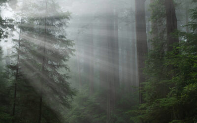 Sind Österreichs Wälder CO₂-neutral?