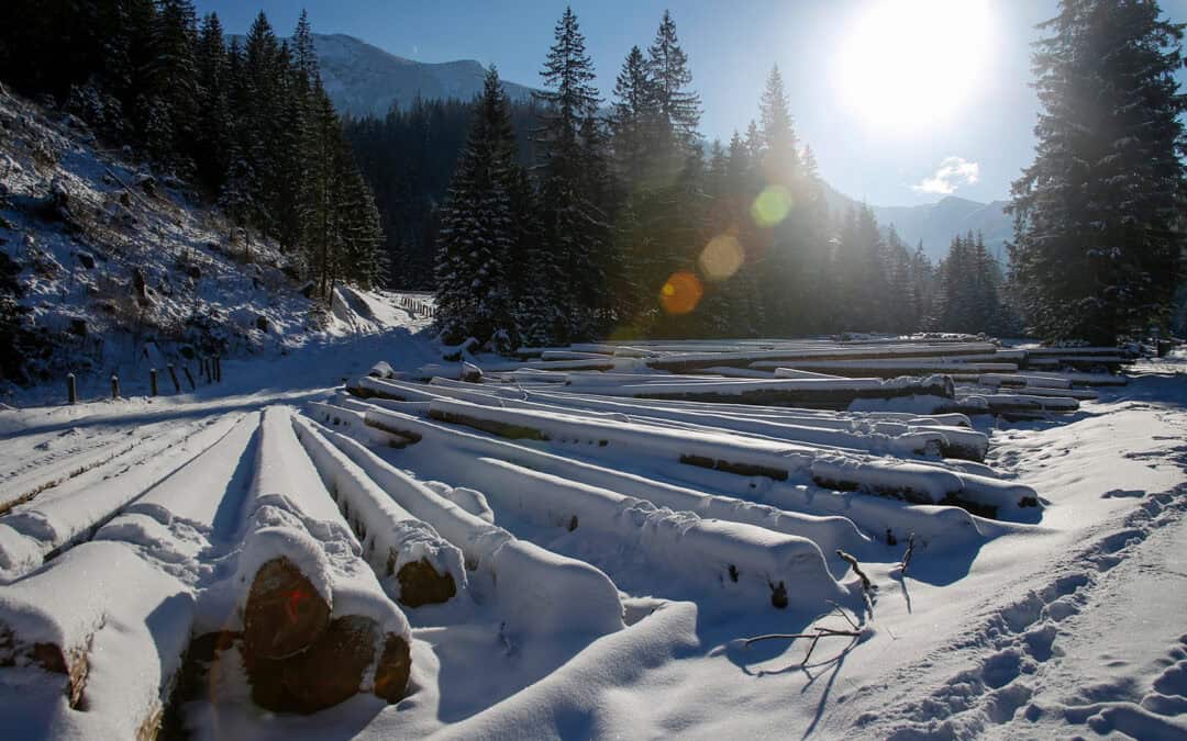 Der Wald im Winter – Ort der Ruhe, Zeit der Holzernte