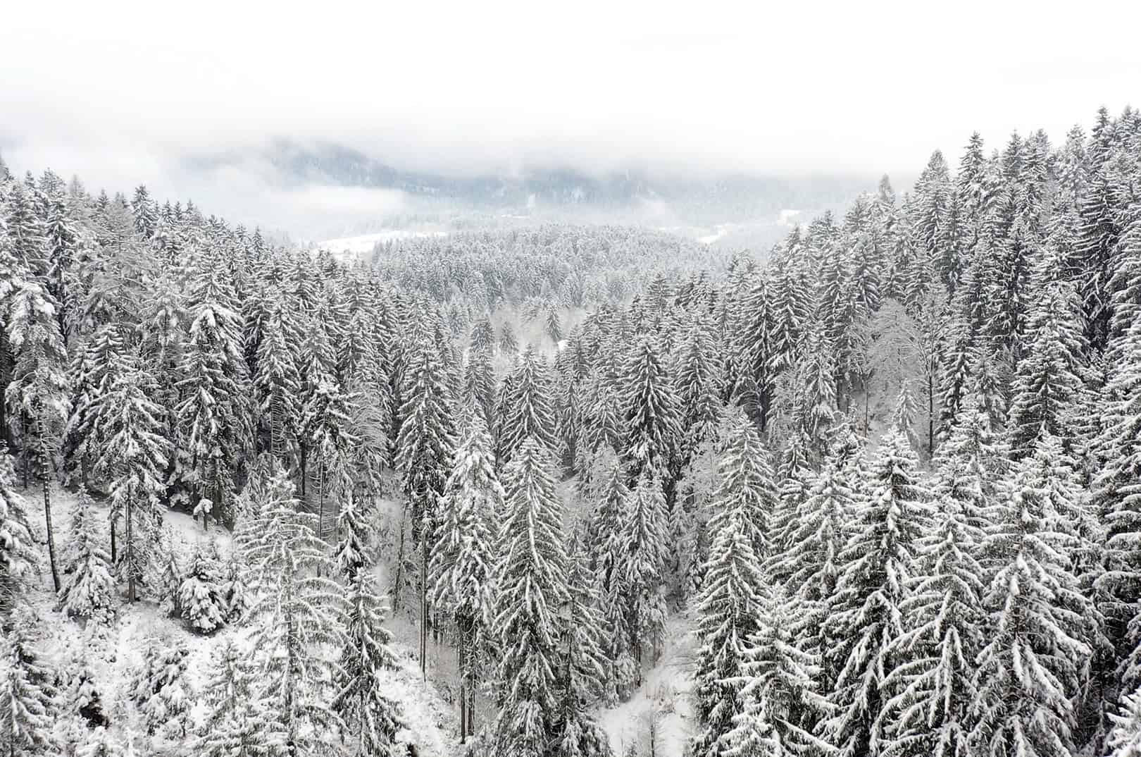 waldgeschichten-wald-im-winter-ort-der-erholung-zeit-der-holzernte-foto-winterwald-panorama