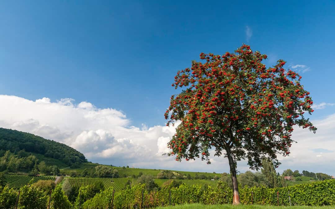 Baum des Jahres 2025: Die Mehlbeere