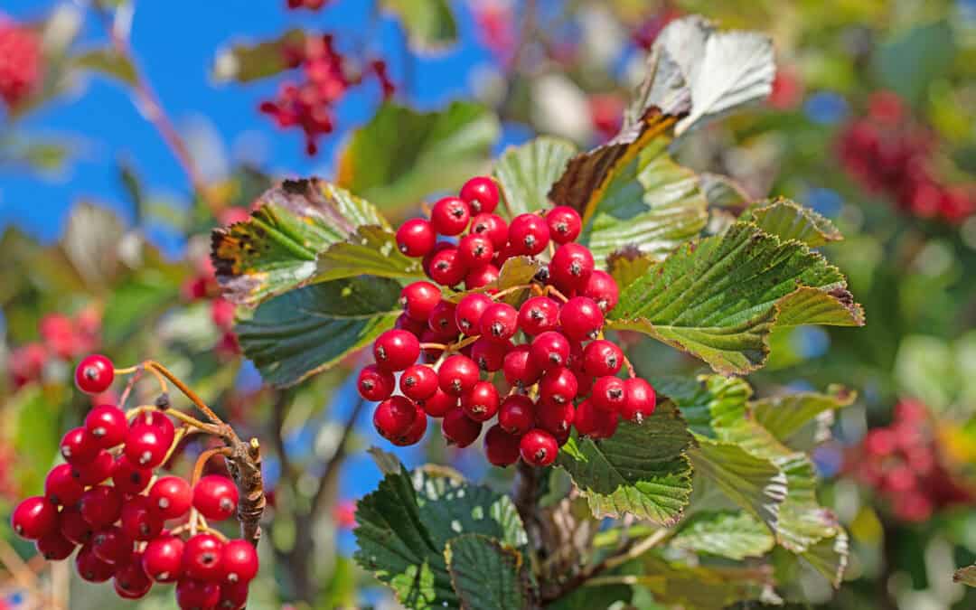 Baum des Jahres 2025: Die Mehlbeere