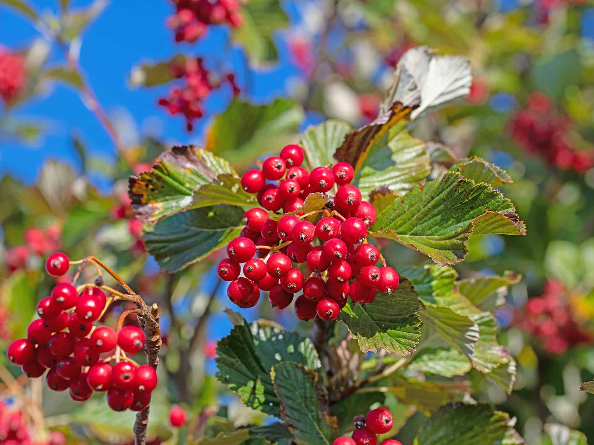 Die Mehlbeere, auch Vogelbeere oder Eberesche, ist Baum des Jahres 2025 in Österreich