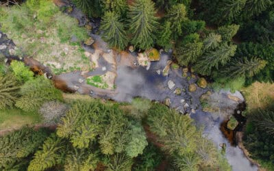 Besondere Wälder – der Kamptaler Wald