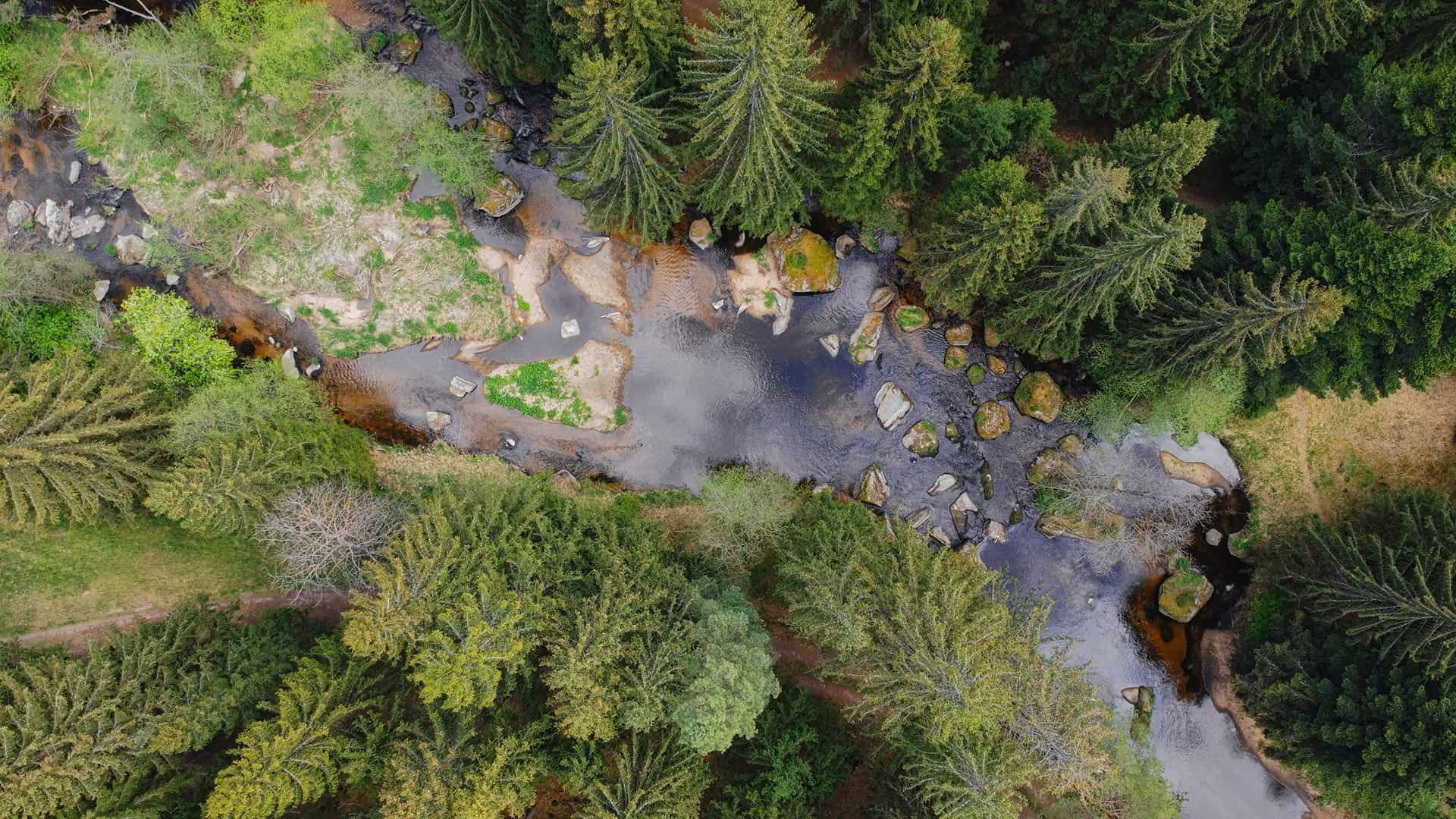 Der Kamptalwald in Niederösterreich