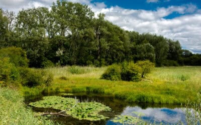 Trittsteinbiotope für mehr Waldbiodiversität