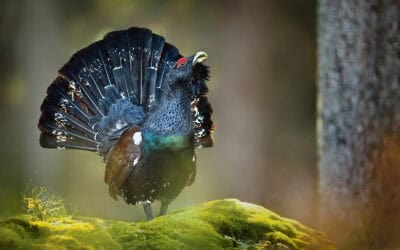 Auerhahn in Österreich waldgeschichten