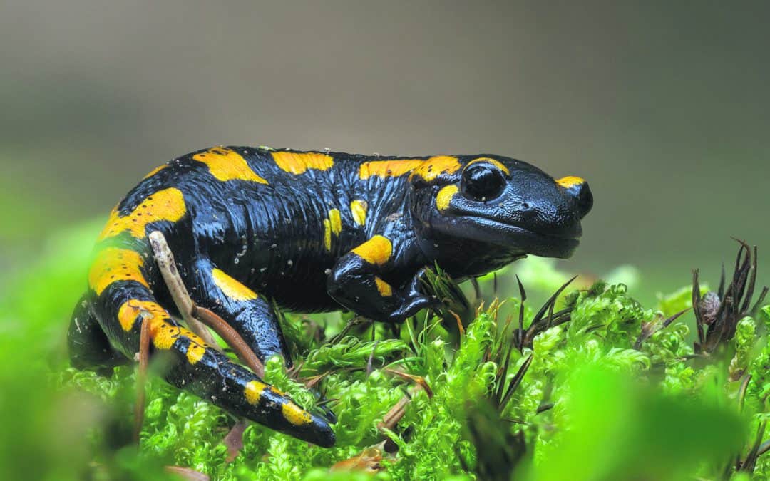 Biodiversität im Wald: Österreichs verborgener Schatz – ein BIOSA-Film