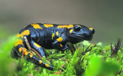 Biodiversität im Wald: Österreichs verborgener Schatz – ein BIOSA-Film