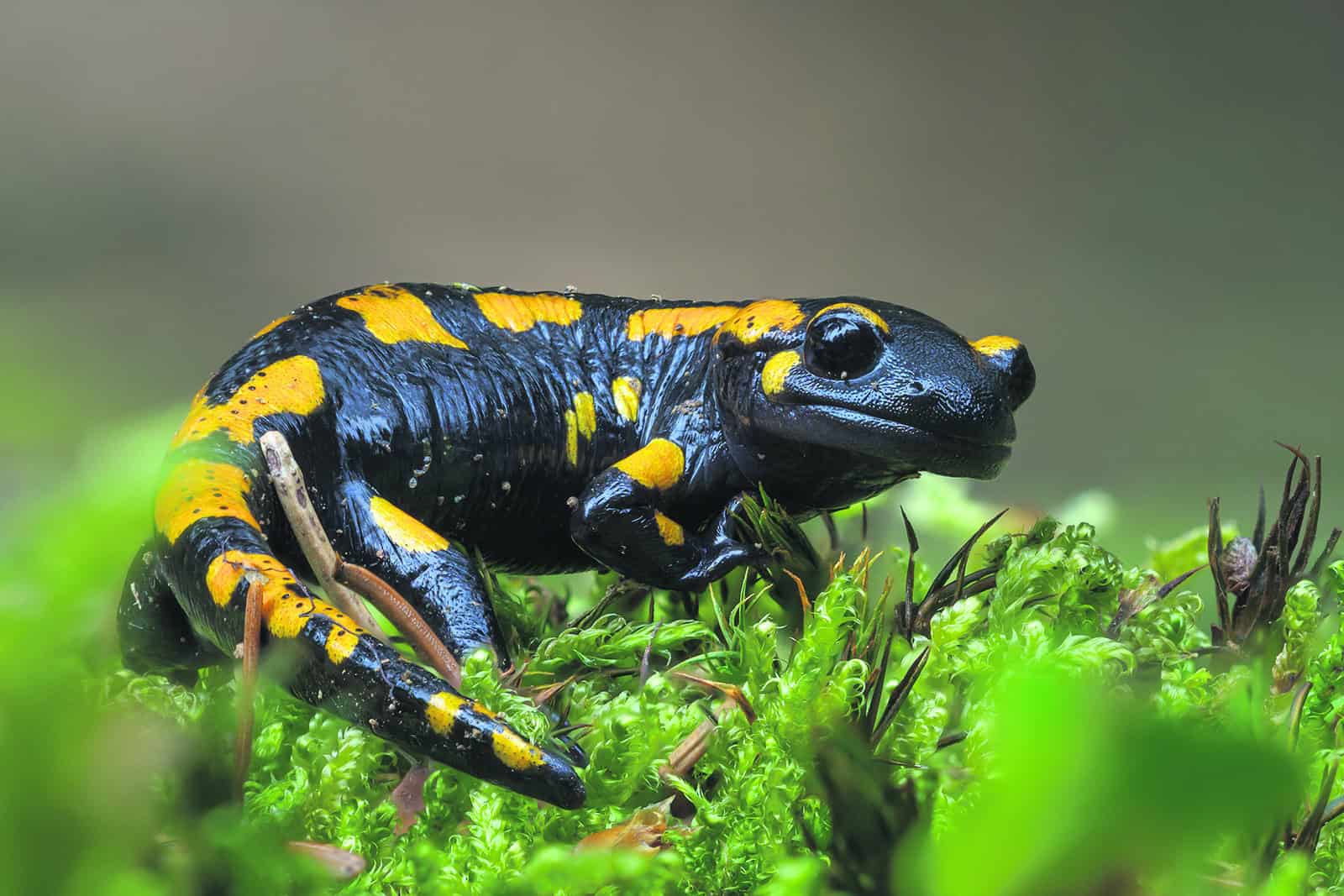 Artenvielfalt im österreichischen Wald Artenvielfalt im österreichischen Wald