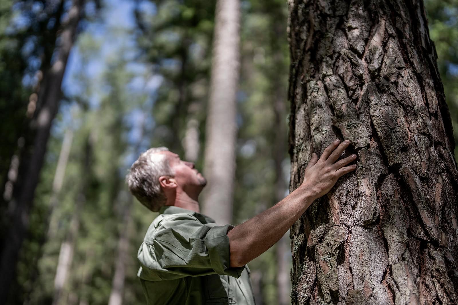 waldgeschichten und vielfalt braucht bewirtschaftung