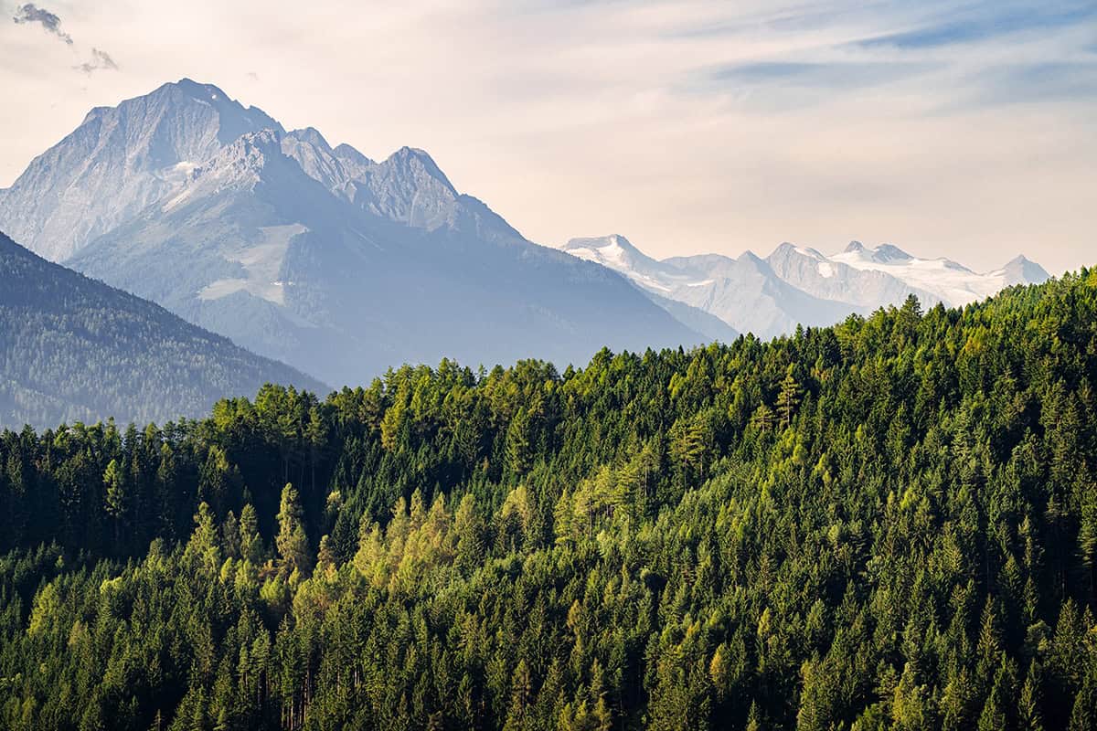 Der Wald in Tirol leidet unter Trockenheit