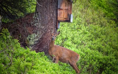 30. April 2025: Tag gegen Lärm – auch im Wald