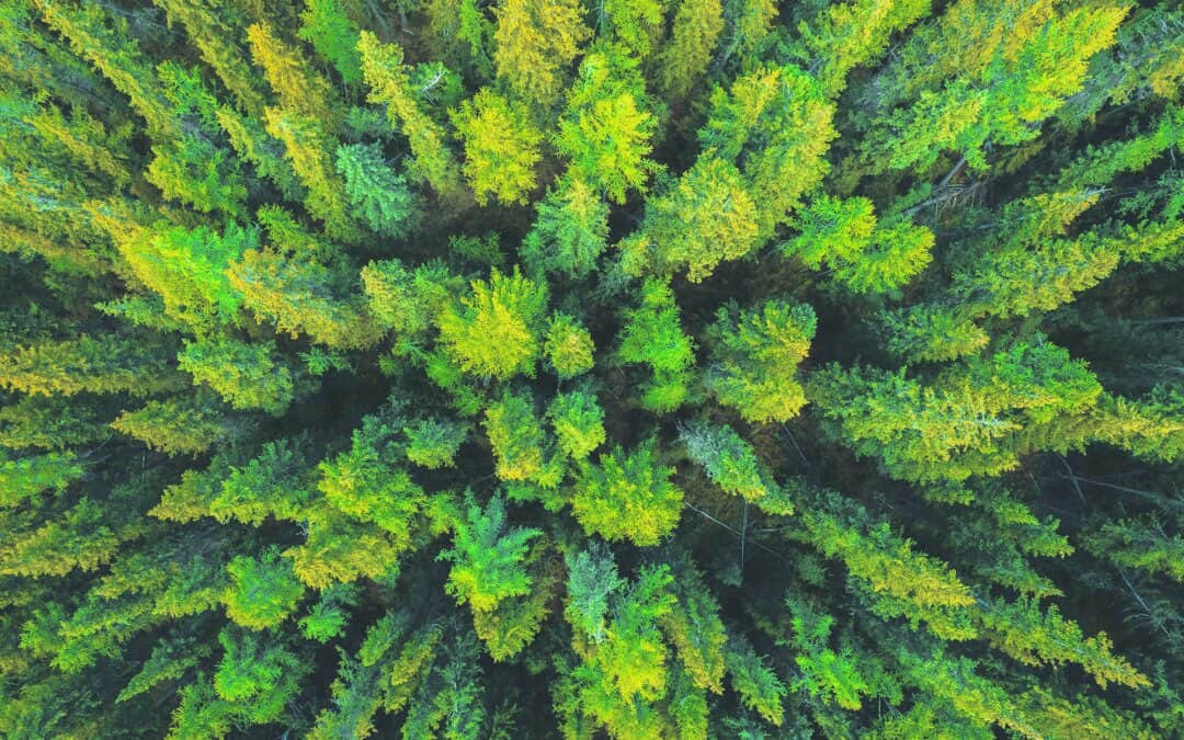 Mission in der Umlaufbahn: ESA-Satellit scannt Waldflächen