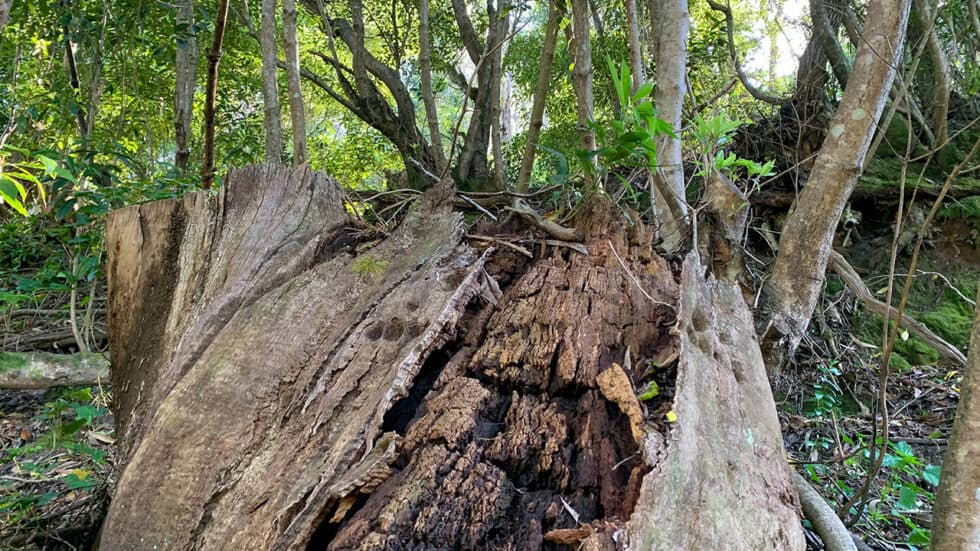 Biodiversität in österreichischen Wäldern