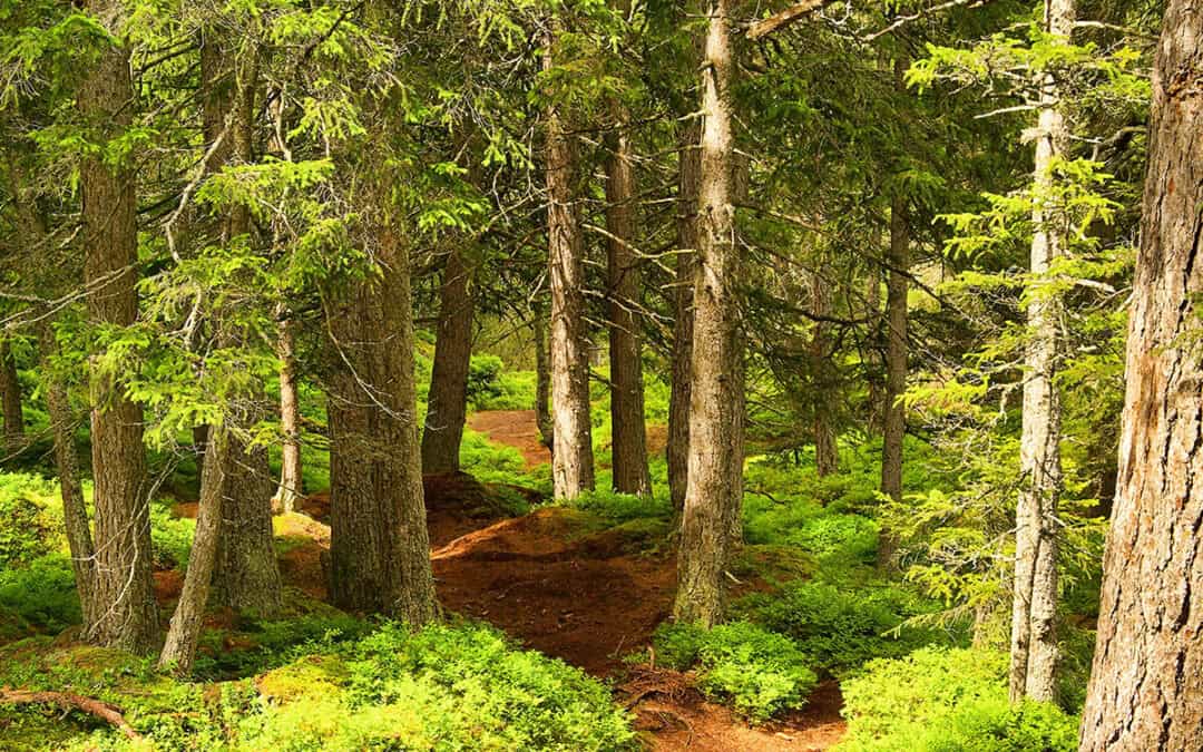 Biodiversität als Antwort auf die Klimakrise