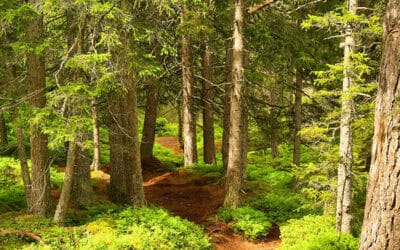 Biodiversität als Antwort auf die Klimakrise