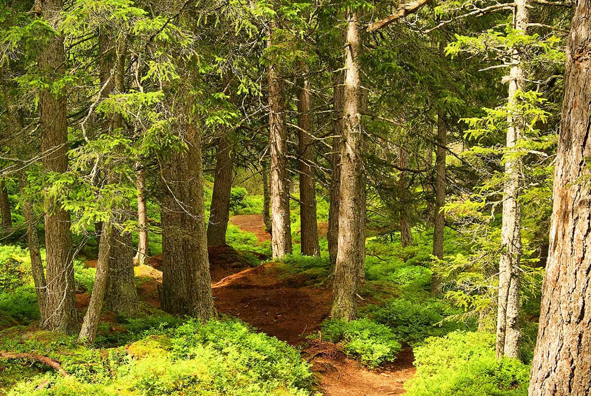 Neue Biodiversitätsleitlinie für Tirols Wälder