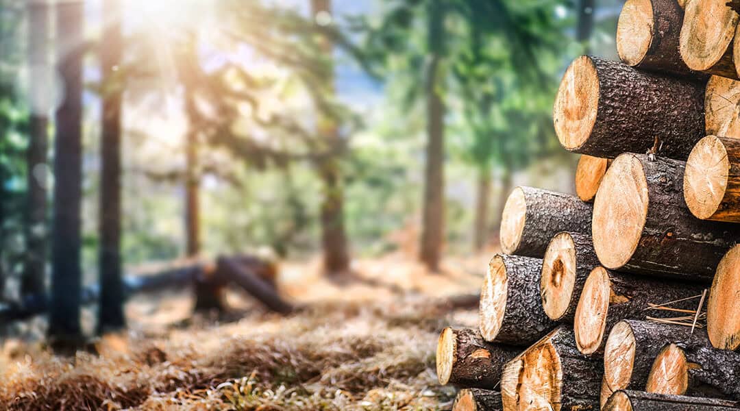 Klimafitte Bewirtschaftung im Kleinwald
