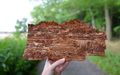 Borkenkäfer 2025: Gefahr für Österreichs Wälder