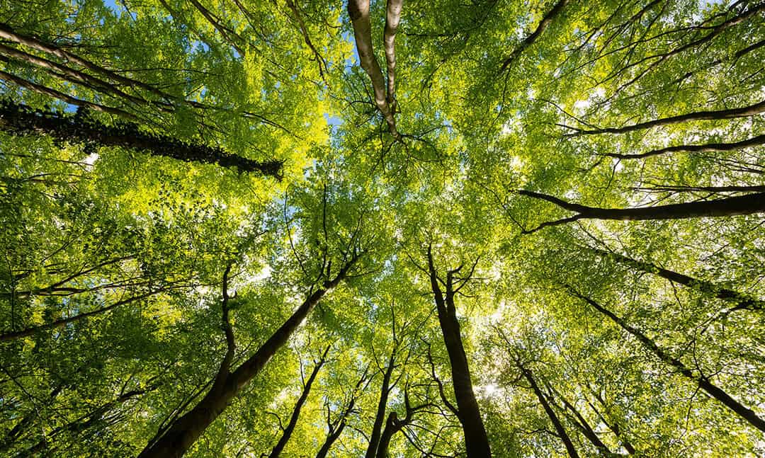 Der Wald als Dienstleister: Zwischen Erwartung und Überforderung