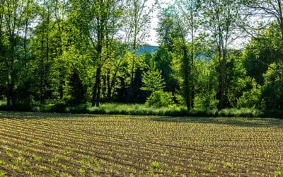 Mit Agroforst gegen Klimastress