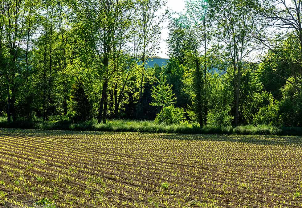 Mit Agroforst gegen Klimastress