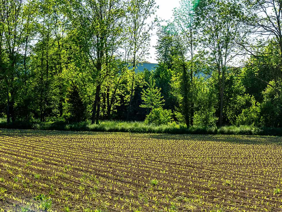 Dass Agroforstsysteme einen positiven Beitrag zur Klimaanpassung leisten können, belegt auch eine Langzeitstudie der Universität Hohenheim.