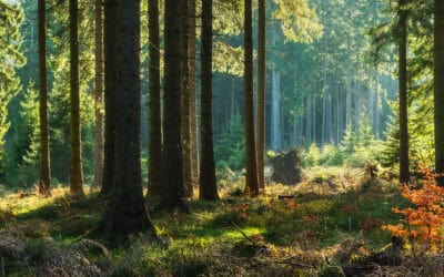 Woche des Waldes: Was ist ein klimafitter Wald – und wie entsteht er in Österreichs Familienwaldbetrieben?